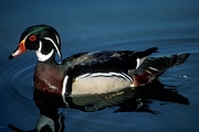 Wood Duck Poster