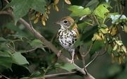 Wood Thrush T-Shirt