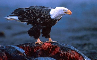 Bald Eagle