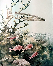 Barracuda