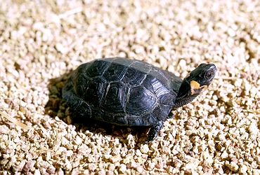 Bog Turtle