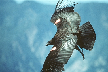 California Condor