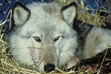 Gray Wolf