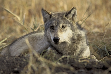 Gray Wolf