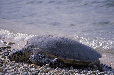 Green Sea Turtle