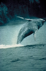 Humpback Whale