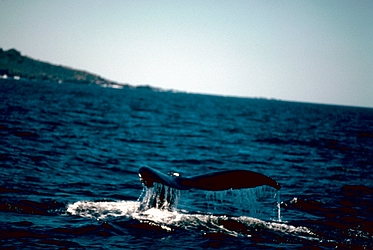 Humpback Whale