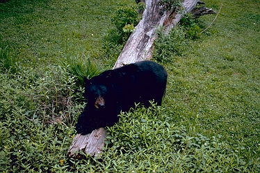 Louisiana Black Bear