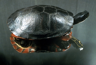 Plymouth Red-bellied Turtle