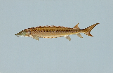 Shortnosed Sturgeon