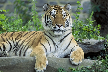 Siberian Tiger