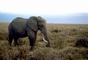 African Elephant picture