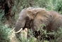 African Elephant picture