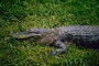 American Alligator picture