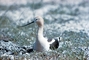 American Avocet picture