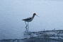 American Avocet picture