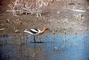 American Avocet picture