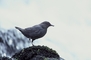 American Dipper picture