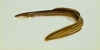 American Eel picture