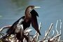 Anhinga picture