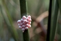 Apple Snail picture