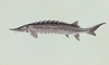 Atlantic Sturgeon picture