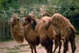 Bactrian Camel picture