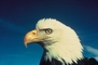 Bald Eagle picture