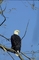 Bald Eagle picture