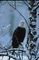 Bald Eagle picture