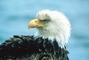 Bald Eagle picture