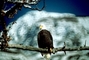 Bald Eagle picture