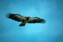 Bald Eagle picture