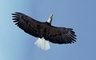 Bald Eagle picture