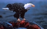 Bald Eagle picture