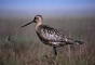 Bar-tailed Godwit picture