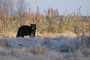 Black Bear picture