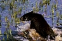 Black Bear picture