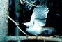 Black-Capped Chickadee picture