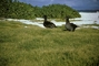 Black-footed Albatross picture