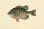 Bluegill picture