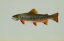 Brook Trout picture