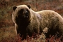 Brown Bear picture