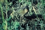 California Clapper Rail picture