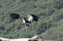 California Condor picture