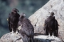 California Condor picture