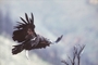 California Condor picture