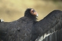 California Condor picture