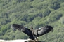 California Condor picture