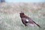 California Condor picture